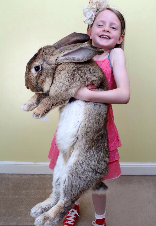 Largest rabbit in the world Memes