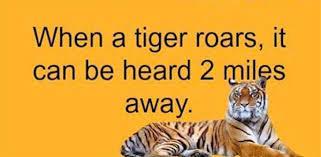 When A Tiger Roars It Can Be Heard 2 Miles Away Jilljuck